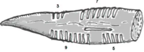 Figure 5. Entailles dans une corne (d’apr` es G. Ifrah)