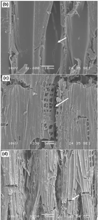 Figure 5  Fluorescent microscopy  images (x50) of transverse  surface of heat-treated jack pine after weathering for 1500 h: 