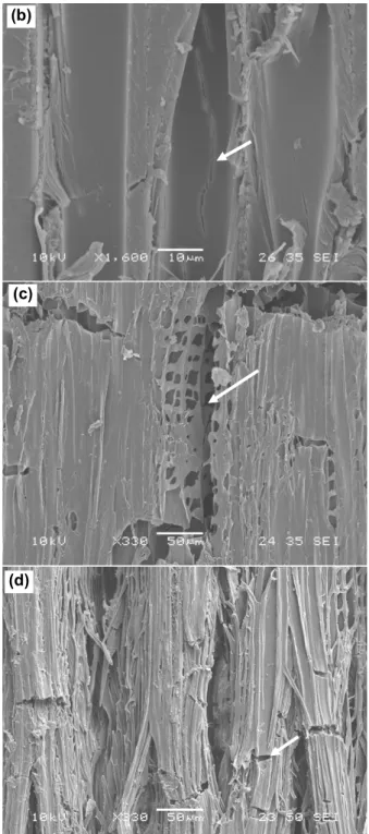 Figure 5 Fluorescent microscopy images (x50) of transverse surface of heat-treated jack pine after weathering for 1500 h: (a)  before weathering, (b)  without water spray, (c) with water spray