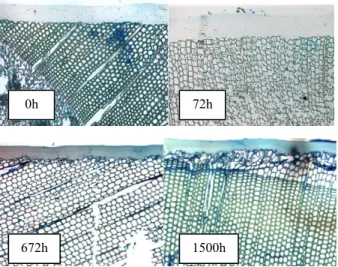 Fig.   6   C1s   spectrum   of   the   acrylic   polyurethane   coating containing bark extract and lignin stabilizer on heat-treated jack pine: (a) 0h, (b) 72h, (c) 672h, and (d) 1500h of aging