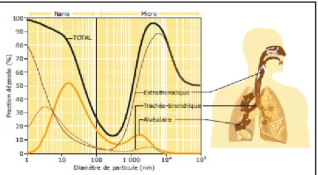 Figure 1-6: Dépôt théorique des particules chez l'homme en   fonction du diamètre des particules