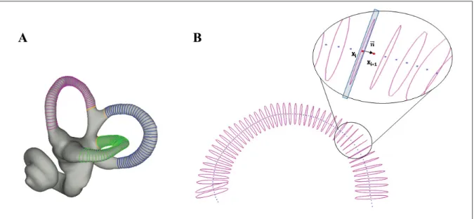 Figure 4.10 Périmètres le long des canaux semi-circulaires (A) Périmètres le long des CSC-A, CSC-P, CSC-L (B) Positionnement des plans de coupe transverse au CSC