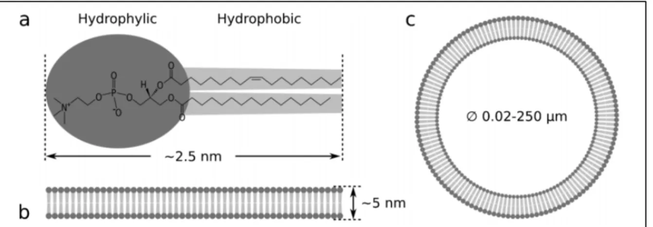 Figure 1.1 a Structure of POPC lipid molecule b Lipid bilayer thickness  c Lipid vesicle  