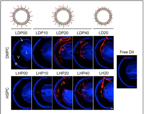 Figure 1.2 Liposomes loaded with Dil red dye in the retina space  Taken from Junsung Lee et al