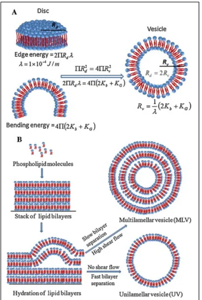 Figure 2.1 Schematic showing the liposome formation  process explained by energetic considerations 