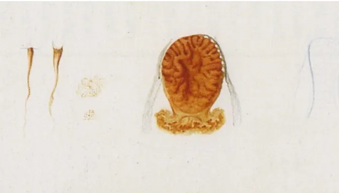 Figure 5 : Détail du vélin de Cétosie bonnet  montrant de droite à gauche : le manubrium, des  gonades, des canaux et des tentacules (avec la présence des ocelles) référence 70/019
