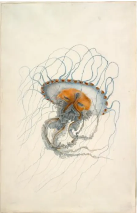Figure 1 : Chrysaore Lesueur, vue latérale, référence vélin 70/060, vue latérale. Collection  Lesueur, Muséum d’Histoire Naturelle de Havre
