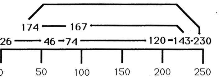 Figure  5  Représentation  schématique  du  cheminement  successionnel  sur  le  premier  axe  de 