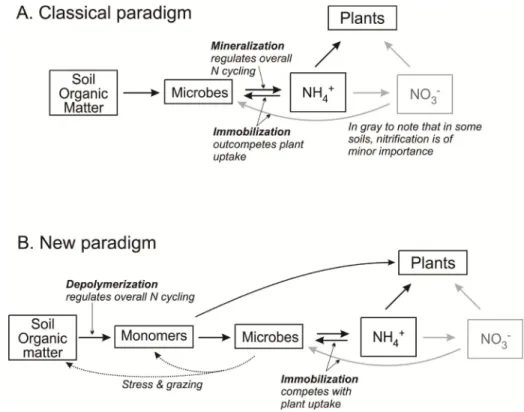 Fig. 1. The changing paradigm of the soil N cycle. (A) The dominant paradigm of N cycling up through the middle 1990s
