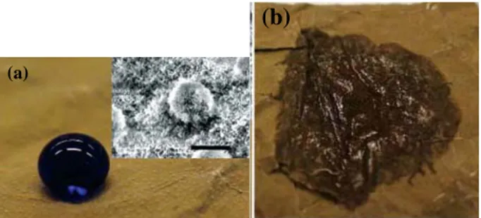 Fig. 1 (a) Image of water droplet (colored with methylene blue) on a  lotus leaf surface, the inset shows a scanning electron microscopy  (SEM) image of the lotus leaf surface (b) Wetted surface of the lotus 