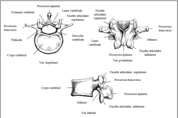 Figure 1.2  Vues supérieure, postérieure et latérale d'une vertèbre  Adaptée de Ebraheim, Hassan, Lee, et Xu (2004) 