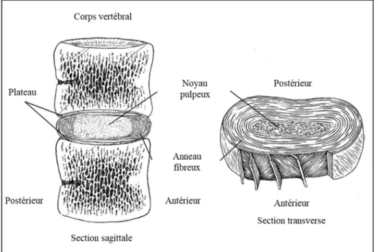 Figure 1.3  Coupes sagittale et transverse des vertèbres et du disque  Adaptée de Ebraheim et al