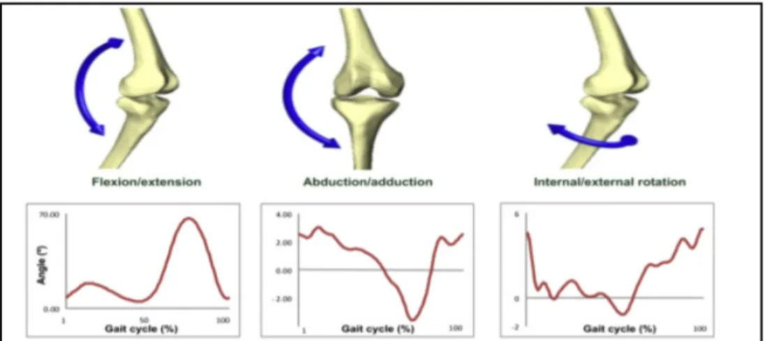 Figure 1.6 Patrons de marche du genou dans le plan sagittal, frontal   et transversal  