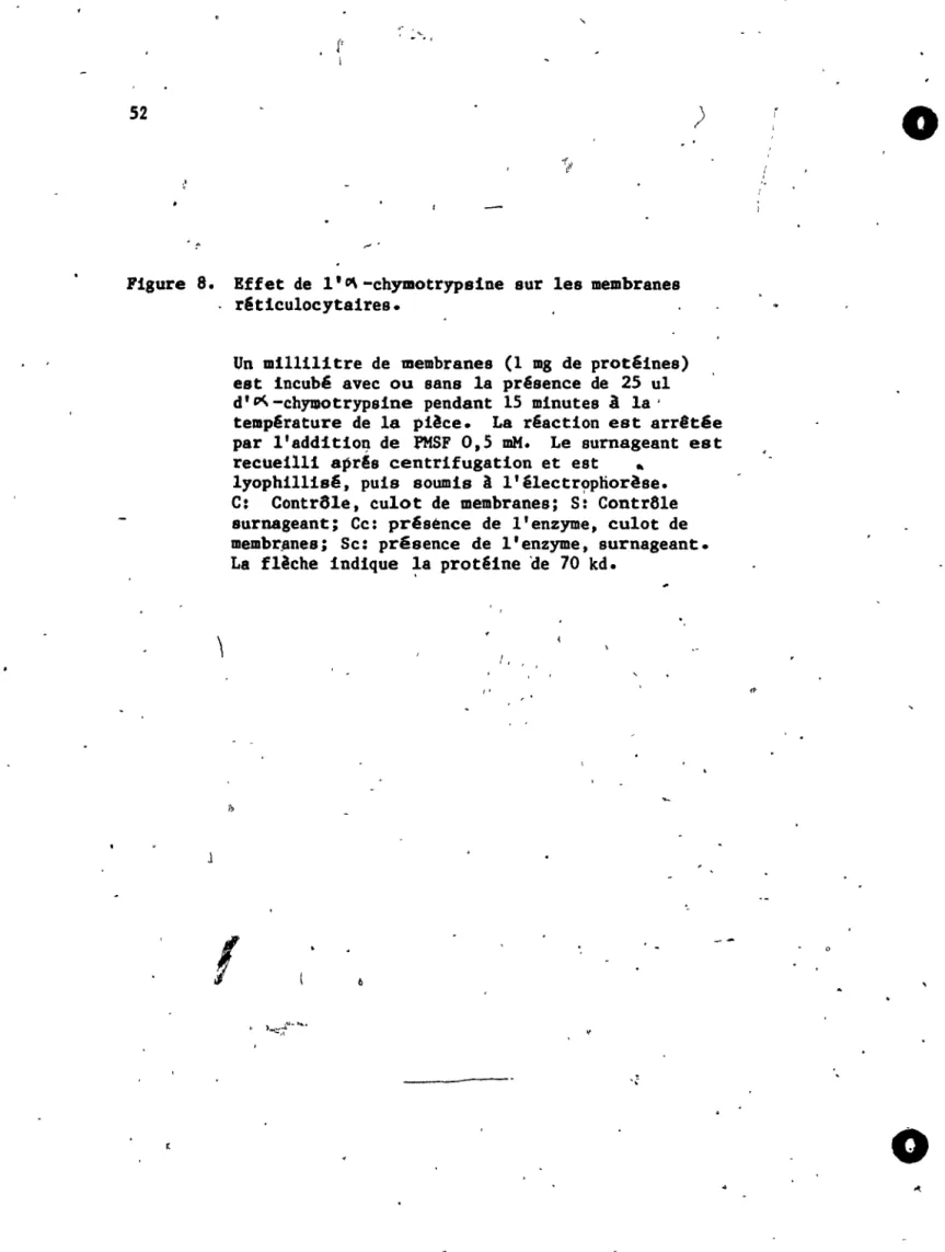 Figure  8.  Effet  de  l '   0\  -chymotrypslne  sur  les  membranes  r&amp;ticulocytaires
