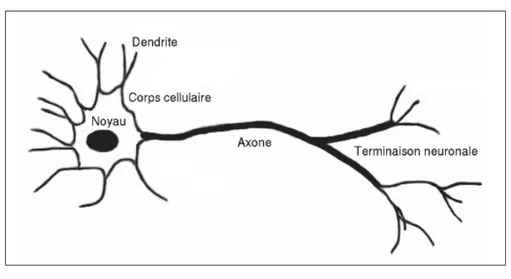 Figure 1.5 Neurone biologique. Inspirée de Chevalier (2017)
