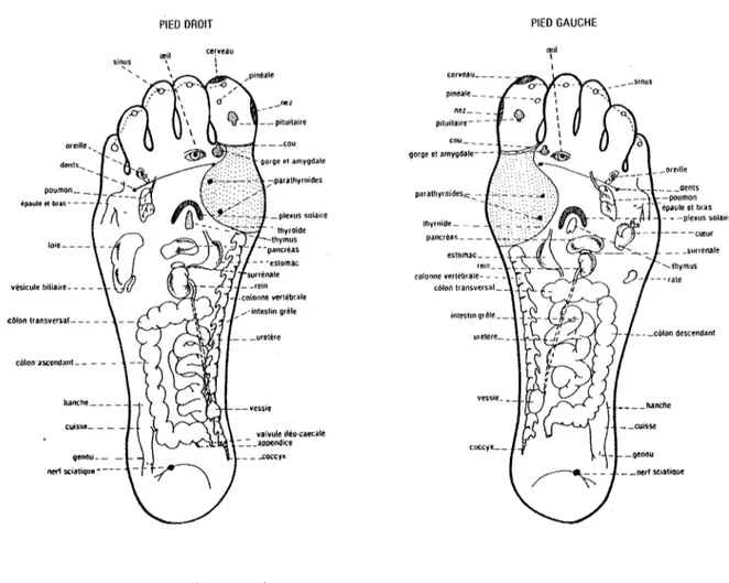 FIGURE  8:  Zones correspondantes aux organes sous les  pieds 
