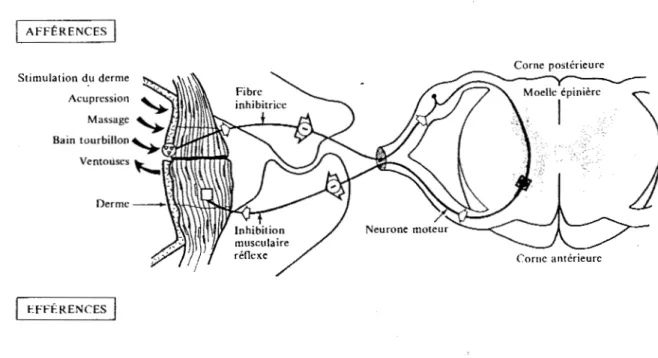 FIGURE  2:  Circuit induisant une inhibition réflexe périphérique, à la suite  d'une stimulation du derme 