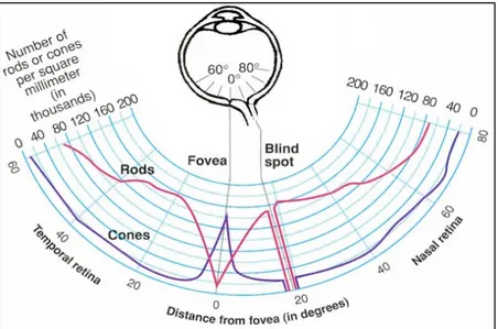 Figure 1.2 Positionnement et quantité des bâtonnets et des cônes dans l’œil humain   Adaptée de Purves (2012) 