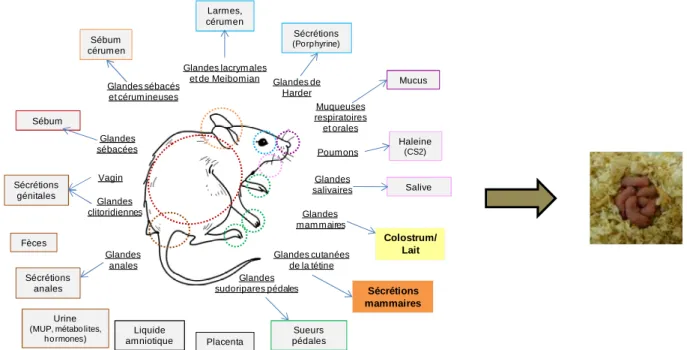 Figure  1. Sécrétions  et  excrétions  produites  par  la  mère  potentiellement  impliquées  dans  la  communication mère-jeunes chez la souris 