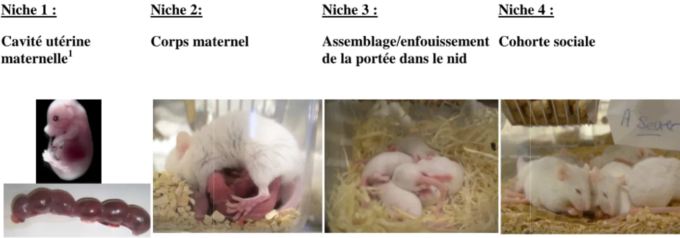 Figure  2.  Les  quatre  niches  ontogénétiques  de  la  souris  de  la  conception  au  sevrage  (adapté  de  Alberts, 2008)
