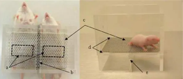 Figure 5. The two-choice device: (a) windows open in Experiment B under the mesh floor on nipple  (left) or non-nipple areas (right) of lactating females’ abdomens; (b) midline of the arena; (c) stainless  steel  mesh  floor;  (d)  two  ipsilateral  corner