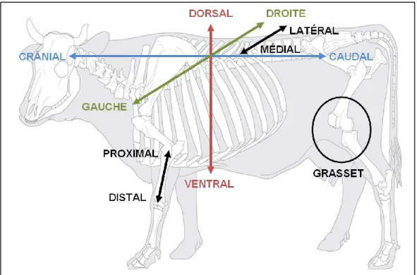 Figure 1.1 Définition des axes de références anatomiques et localisation du  grasset au sein du squelette bovin 