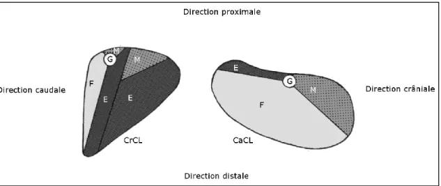 Figure 1.4 Zones fonctionnelles du ligament croisé crânial (CrCL) et caudal (CaCL),  avec la zone en tension lors de la flexion maximale du grasset (F), la zone en tension  lors de l'extension maximale (E), la zone en tension à mi-extension (M) et les fais