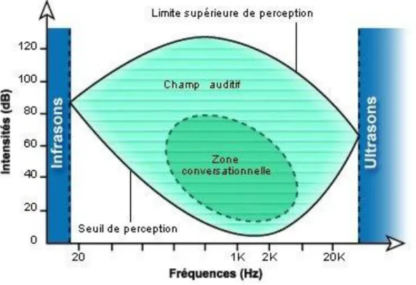 Figure  I.2  :  Vue  schématisée  de  la  zone  de  fréquence  audible  par  l’oreille  humaine  (site  INSERM, Montpellier) 