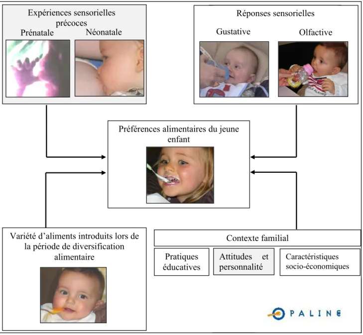 Figure 1. Schéma représentant les différents facteurs étudiés dans le cadre de l’étude OPALINE  Ce travail de doctorat s’inscrit dans le cadre de l’étude OPALINE et s’intéresse plus  particulièrement au volet « Réponses sensorielles olfactives »