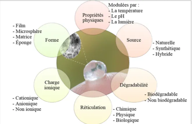 Figure 1.1 : Classification des hydrogels selon leur sources polymériques et leurs propriétés,  tiré de (Berger, 2014) 