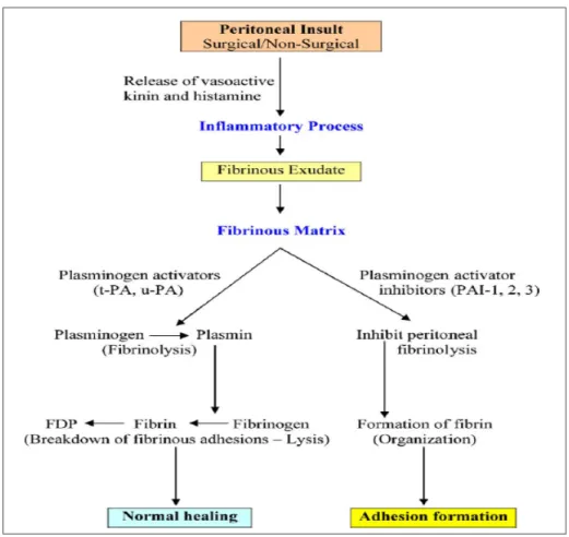 Figure 1.2: Mécanisme de guérison du péritoine (Kamel, 2010)  1.2.2  Les stratégies de prévention existantes et leurs limites 