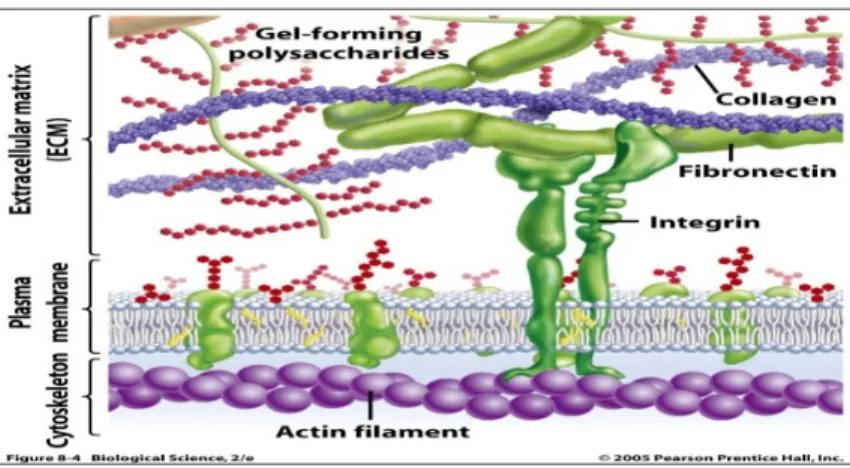 Figure 1.5 : Schématisation des interactions cellules-matrice 