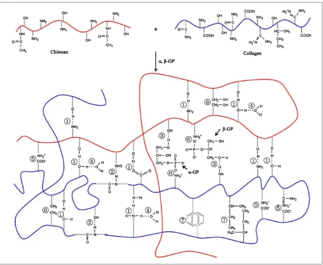 Figure 1.6: Schématisation de la structure du chitosane, du collagène et de leurs interactions  (Q