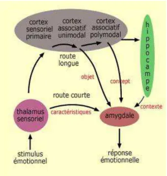 Figure 3: Les voies de la peur. D'après Purves (2005). 