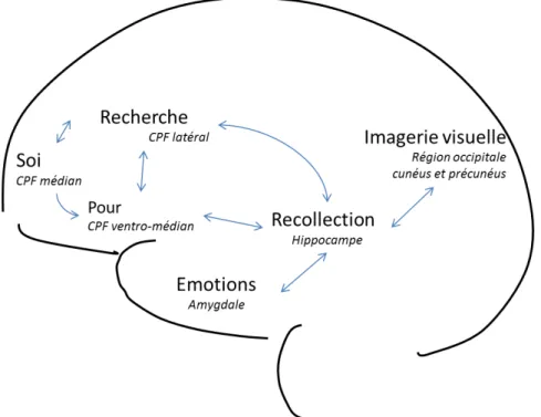 Figure 8 : Régions cérébrales impliquées dans le rappel en mémoire autobiographique  (Cabeza &amp; St  Jacques, 2007)