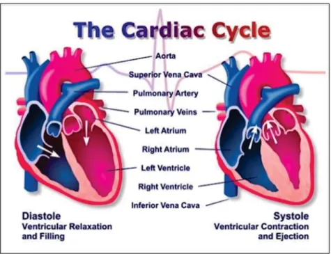 Figure 1.2 The cardiac cycle. 