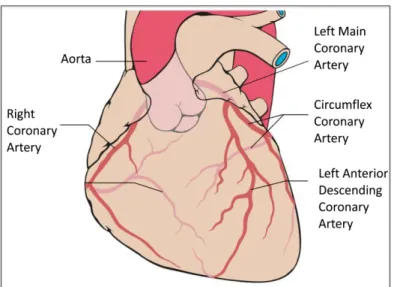 Figure 1.3 Structure of coronary artery in the heart. 