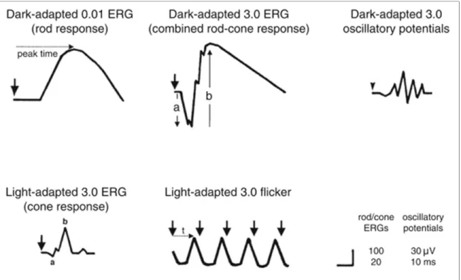 Figure 1.7 5 paradigmes de stimulation de l'ERG reconnus par l’ISCEV  Tirée de (McCulloch et al., 2015) 