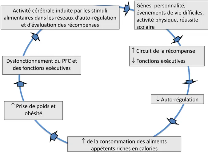 Figure 2. Relation potentielle entre le cortex préfrontal et l’obésité selon Lowe, Reichelt, &amp; Hall, 2019 