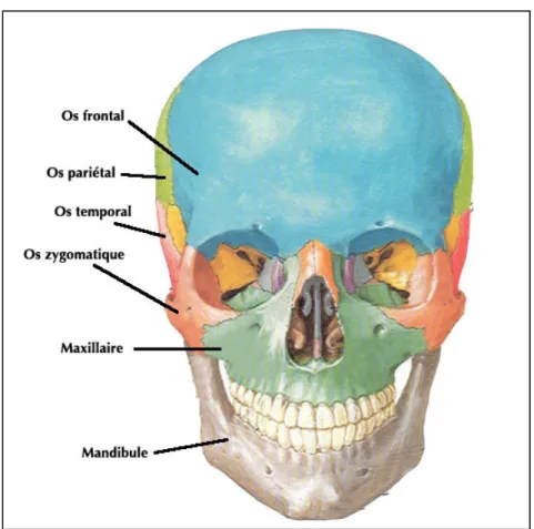 Figure 1.1 Os du crâne et de la face en vue frontale  Adaptée de Netter (1999 p.1) 