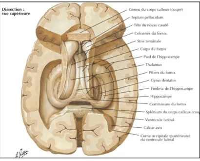 Figure 1.14 Dissection: vue supérieure  Adaptée de Netter (1999, p. 111) 