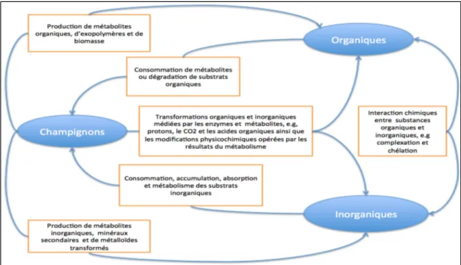 Figure 1.1  Modèle simplifié de l’action des champignons survenant naturellement et /ou de  manière anthropogénique de dérivées organiques et inorganiques des substrats – 