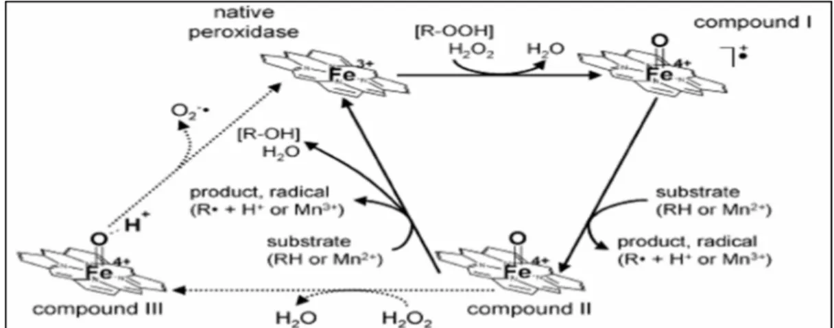 Figure 1.3 Mécanisme catalytique de la LiP  Tirée de Kersten et Cullen (2004) 