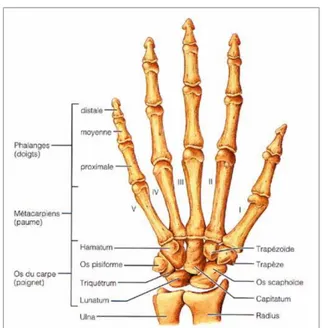 Figure 1.8 Ostéologie du poignet et de la main gauche. 