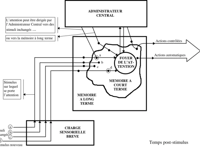 Figure 2 : Schéma simplifié du modèle révisé de système de traitement de l’information de Cowan  (1988)