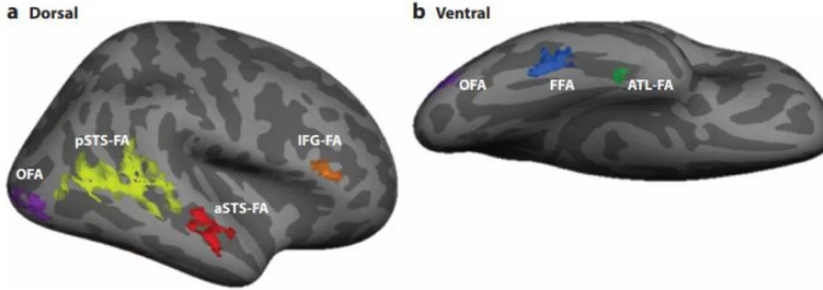 Figure 4 | Aires cérébrales spécialisées dans le traitement des visages dans l’hémisphère droit d’un participant typique  (Duchaine &amp; Yovel, 2015)