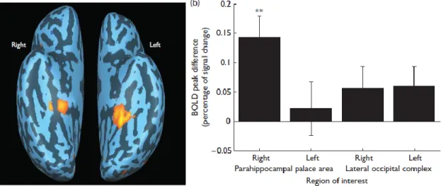 Figure 8 | Région d’intérêt du cortex parahippocampique et pic hémodynamique en fonction des préférences élevées vs