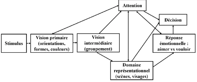 Figure 20 | Structure générale des systèmes neuronaux impliqués dans l’esthétique visuelle (Chatterjee, 2003)