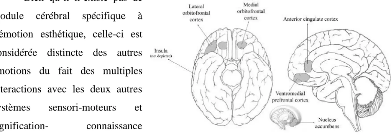 Figure 24 | Régions cérébrales associées à la récompense, aux affects   et aux émotions lors d’une expérience esthétique (Nadal, 2013) 
