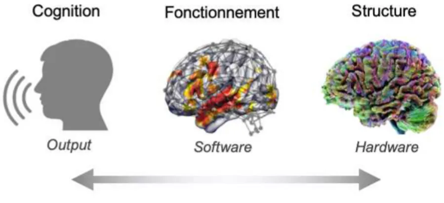 Illustration des diﬀérentes dimensions neurocognitives abordées dans cette thèse : cognition (manifestations cognitives et comportementales ; Output), fonctionnement (traitements interactifs, notamment via des systèmes d’inhibition-excitation, feedback-fee
